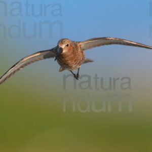 Photos of Curlew Sandpiper (Calidris ferruginea)
