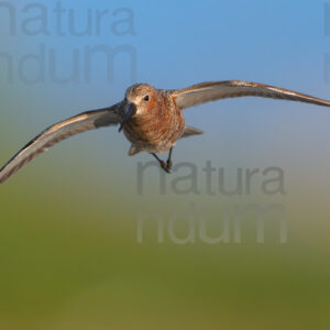 Foto di Piovanello comune (Calidris ferruginea)