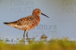 Photos of Curlew Sandpiper (Calidris ferruginea)