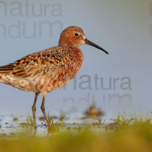 Photos of Curlew Sandpiper (Calidris ferruginea)