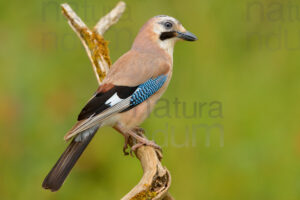 Photos of Eurasian Jay (Garrulus glandarius)