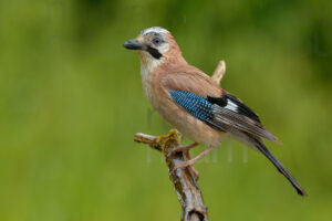 Photos of Eurasian Jay (Garrulus glandarius)