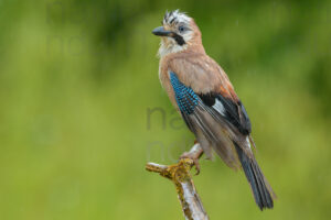 Photos of Eurasian Jay (Garrulus glandarius)