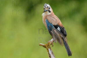 Photos of Eurasian Jay (Garrulus glandarius)