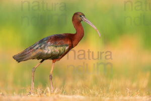 Foto di Mignattaio (Plegadis falcinellus)