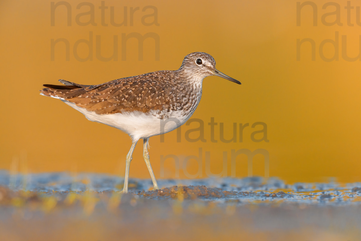 Photos of Green Sandpiper (Tringa ochropus)