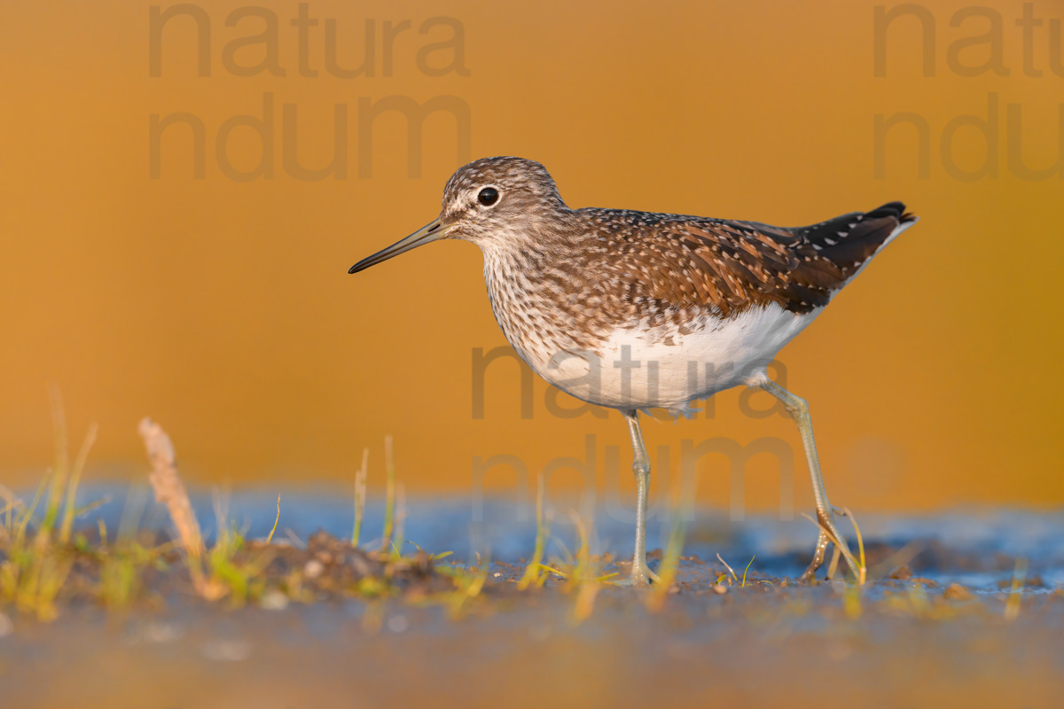 Foto di Piro piro culbianco (Tringa ochropus)