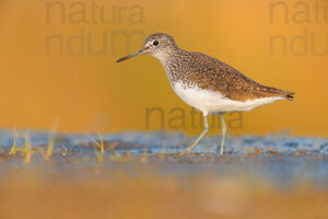 Photos of Green Sandpiper (Tringa ochropus)