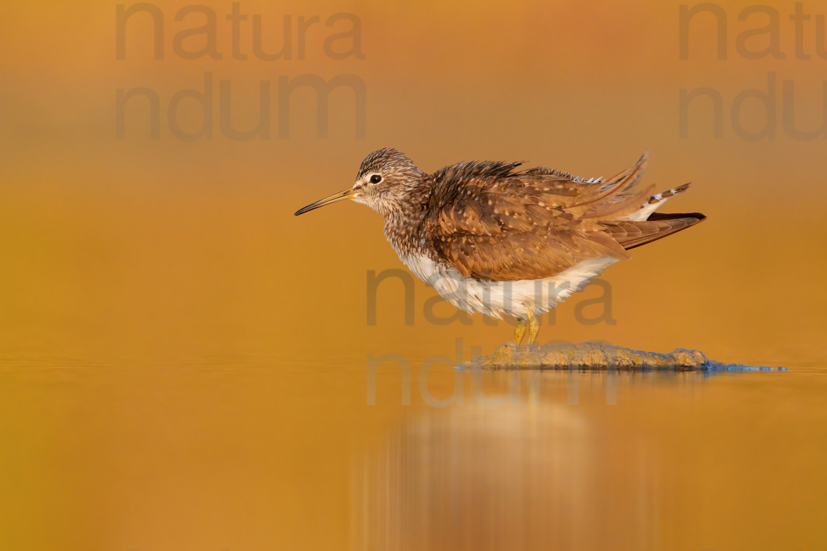 Photos of Green Sandpiper (Tringa ochropus)