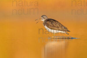 Photos of Green Sandpiper (Tringa ochropus)