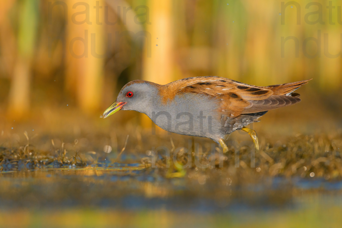 Photos of Little Crake (Porzana parva)