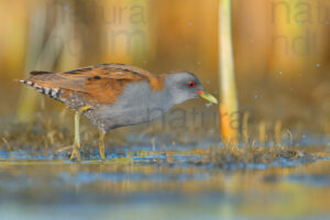 Photos of Little Crake (Porzana parva)