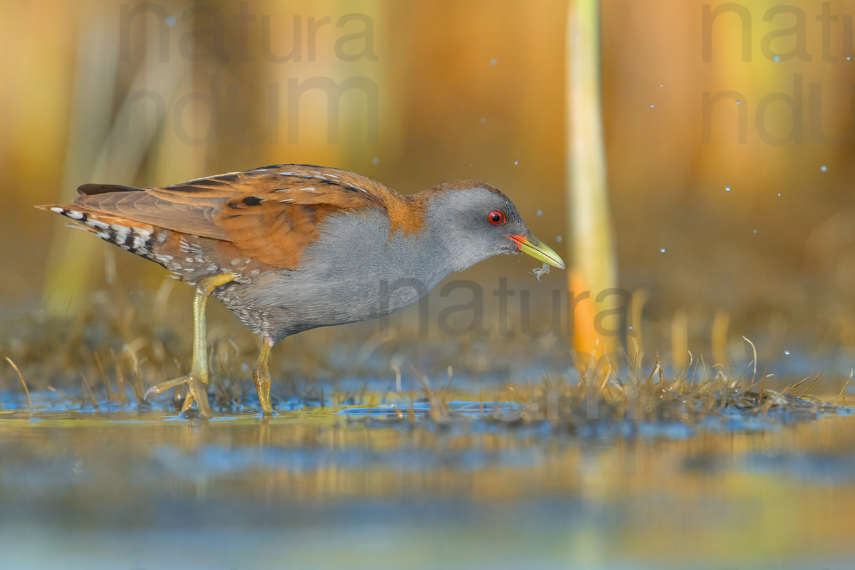 Photos of Little Crake (Porzana parva)