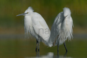 Foto di Garzetta (Egretta garzetta)