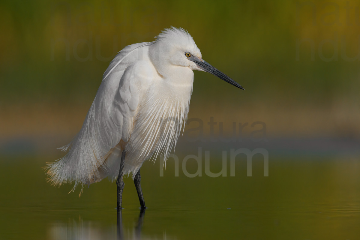 Foto di Garzetta (Egretta garzetta)