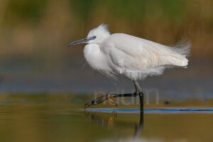 Foto di Garzetta (Egretta garzetta)