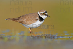 Foto di Corriere piccolo (Charadrius dubius)