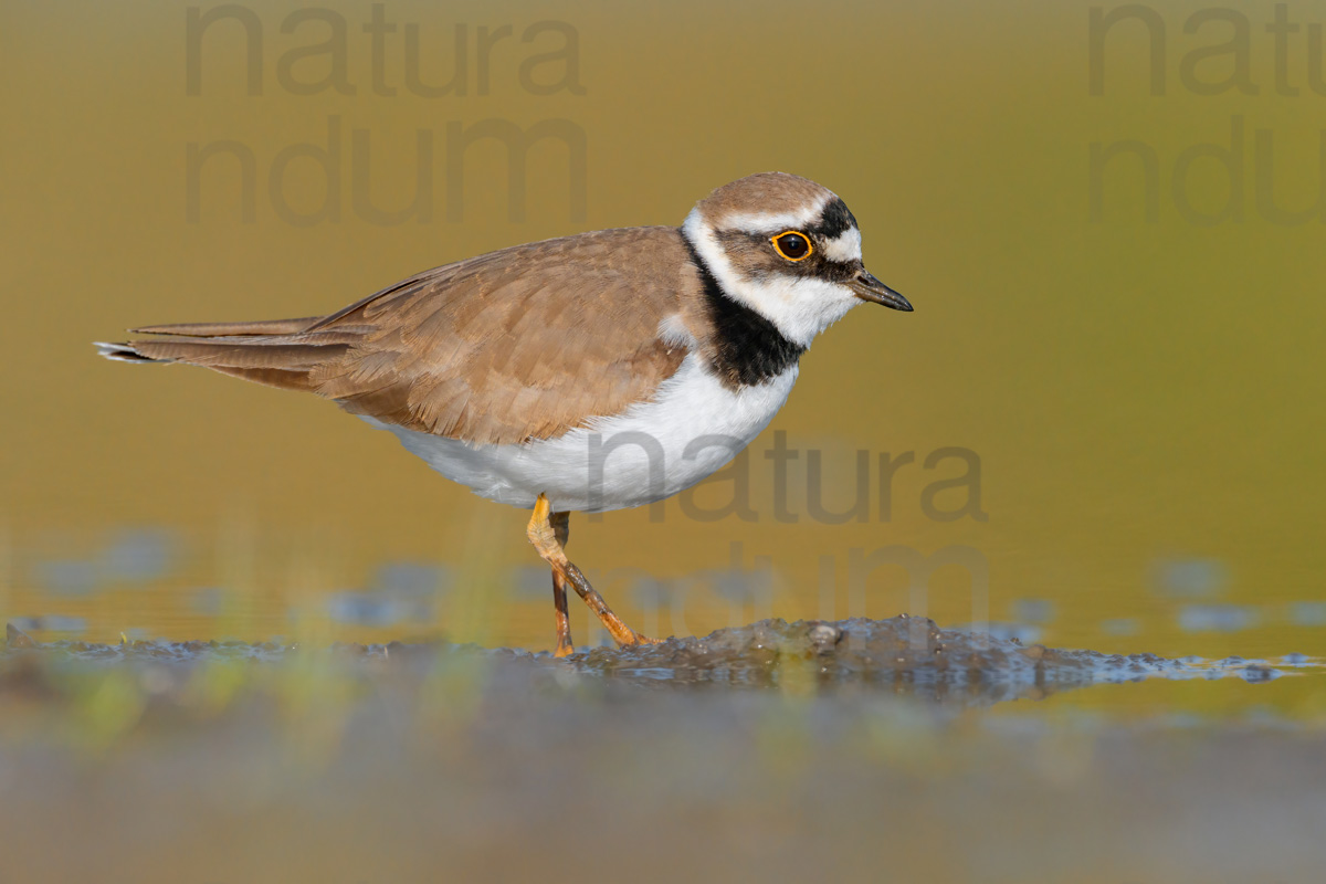 Photos of Little Ringed Plover (Charadrius dubius)