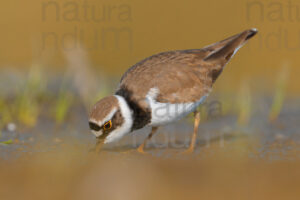 Foto di Corriere piccolo (Charadrius dubius)