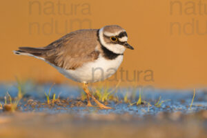 Foto di Corriere piccolo (Charadrius dubius)