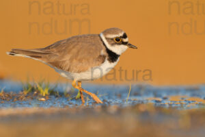 Foto di Corriere piccolo (Charadrius dubius)