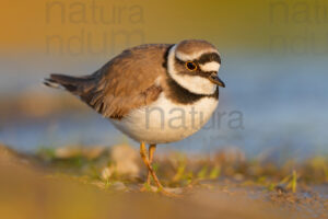 Photos of Little Ringed Plover (Charadrius dubius)