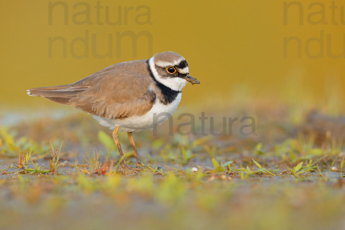 Foto di Corriere piccolo (Charadrius dubius)