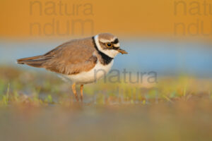 Photos of Little Ringed Plover (Charadrius dubius)