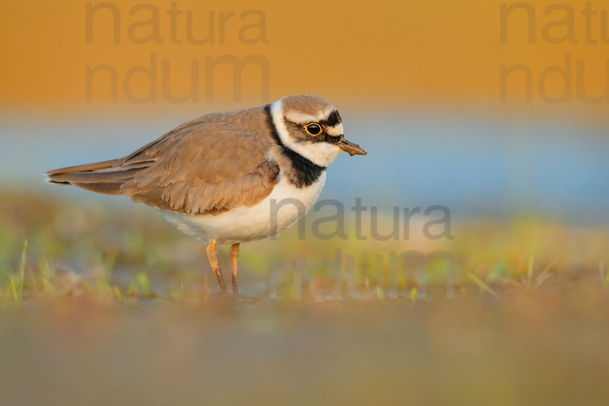 Photos of Little Ringed Plover (Charadrius dubius)