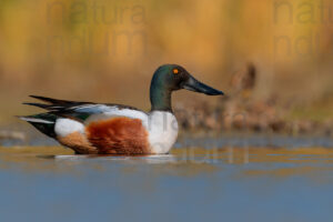 Photos of Northern Shoveler (Spatula clypeata)