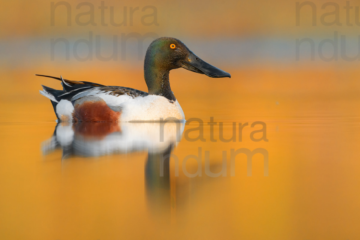 Photos of Northern Shoveler (Spatula clypeata)