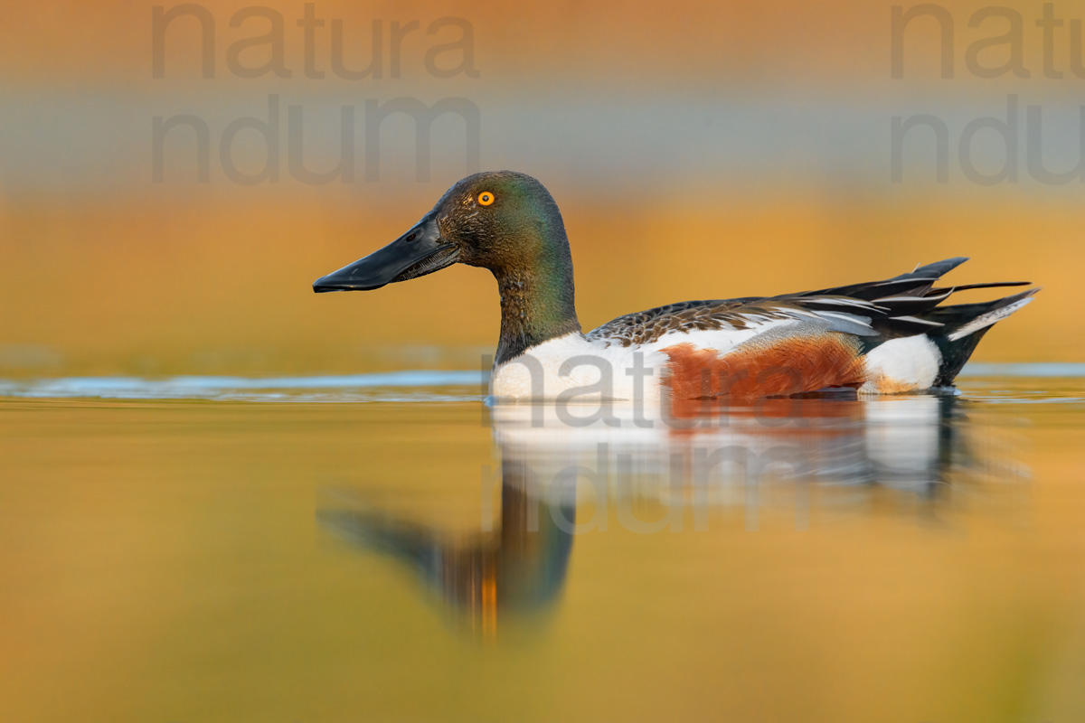 Photos of Northern Shoveler (Spatula clypeata)