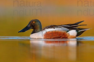 Photos of Northern Shoveler (Spatula clypeata)