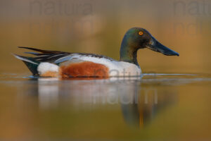 Photos of Northern Shoveler (Spatula clypeata)