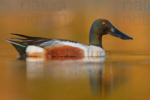 Photos of Northern Shoveler (Spatula clypeata)