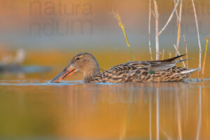 Photos of Northern Shoveler (Spatula clypeata)