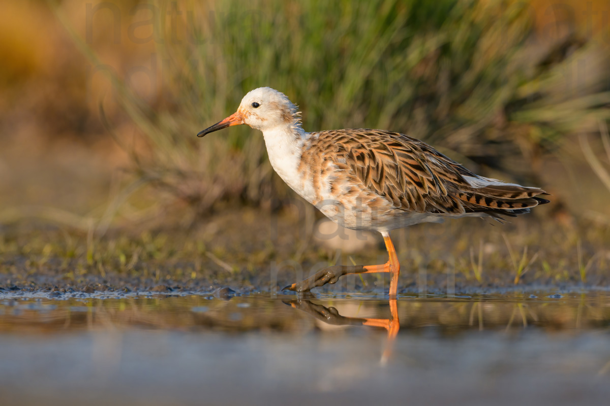 Foto di Combattente (Calidris pugnax)