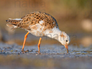Photos of Ruff (Calidris pugnax)