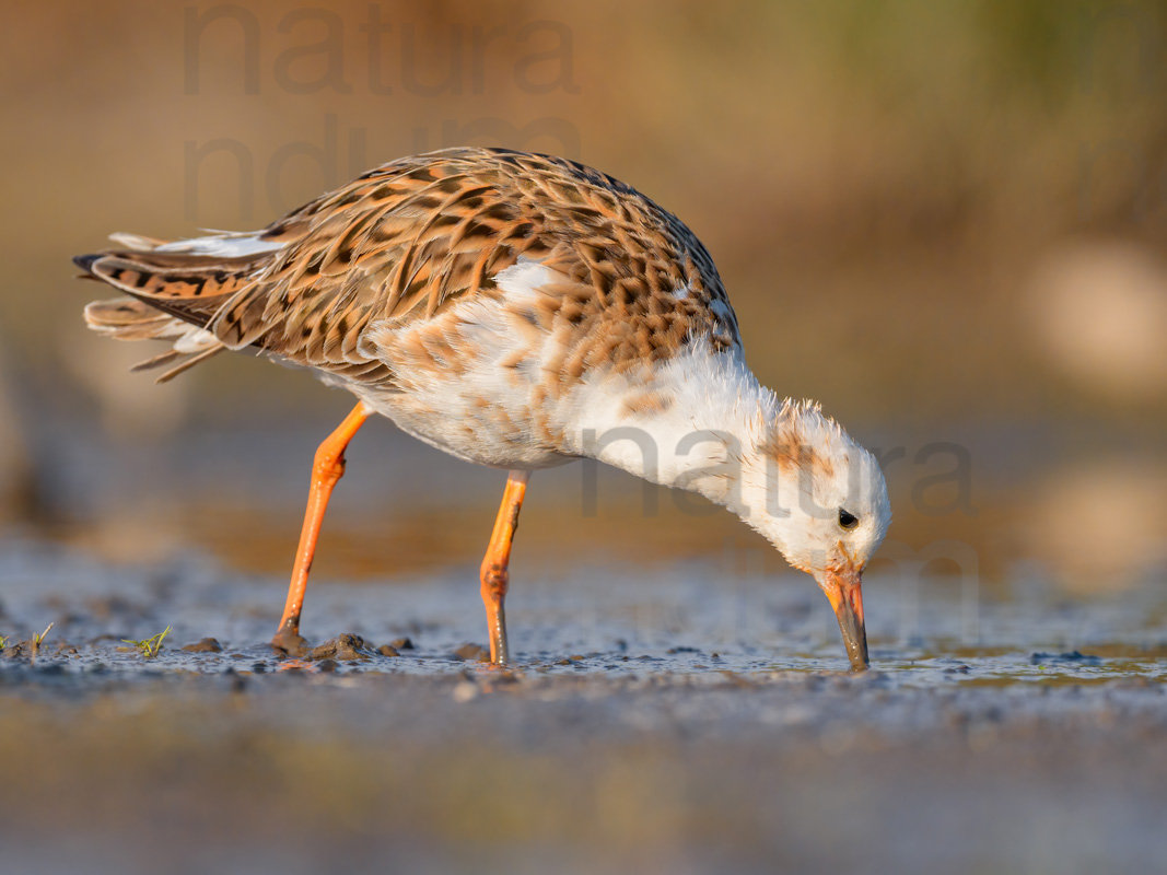 Foto di Combattente (Calidris pugnax)