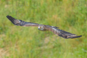 Photos of Short-toed snake eagle (Circaetus gallicus)