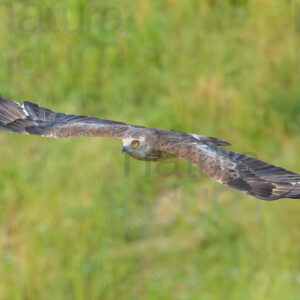 Photos of Short-toed snake eagle (Circaetus gallicus)
