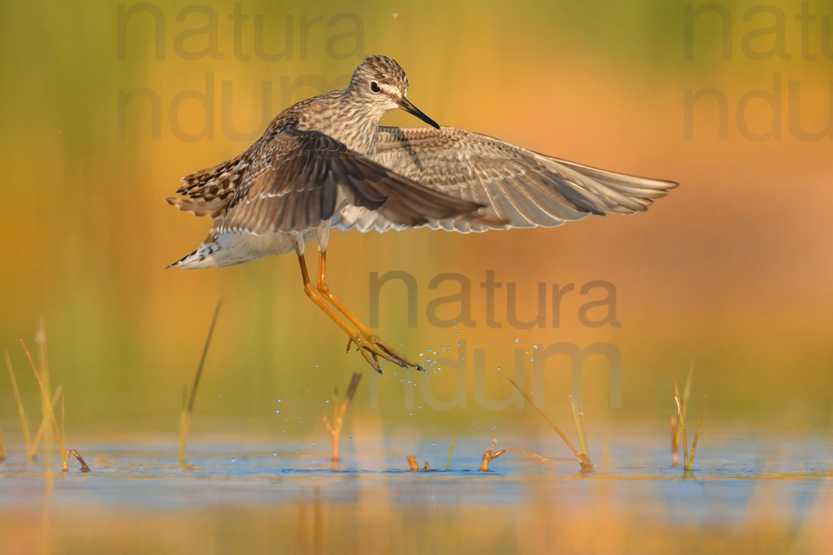 Photos of Wood Sandpiper (Tringa glareola)