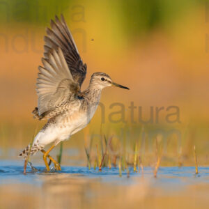 Photos of Wood Sandpiper (Tringa glareola)