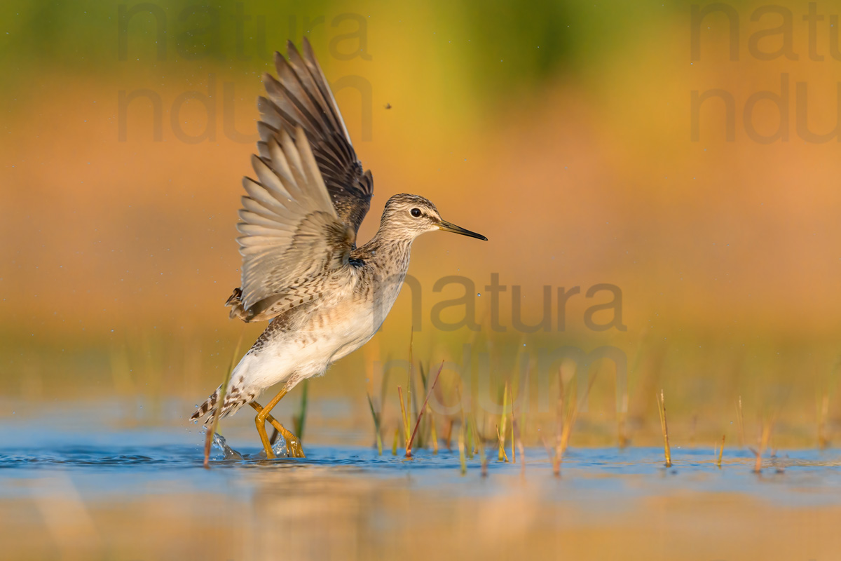 Photos of Wood Sandpiper (Tringa glareola)