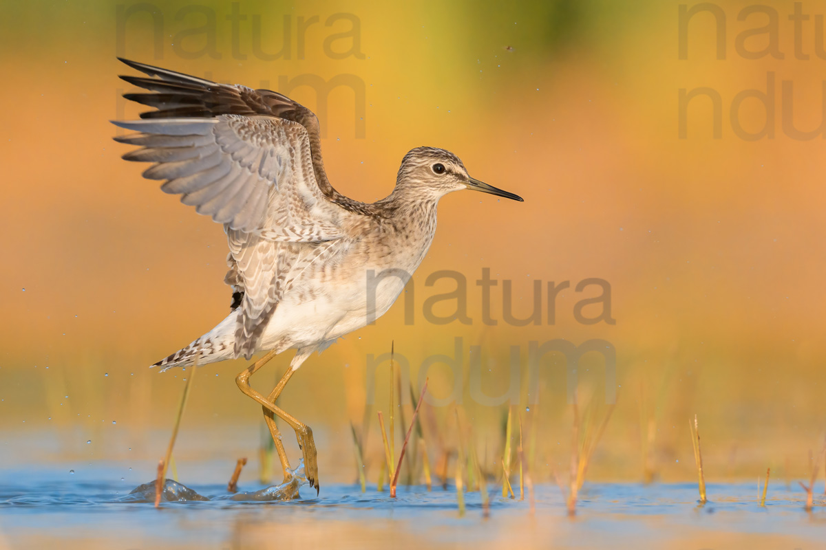 Foto di Piro piro boschereccio (Tringa glareola)