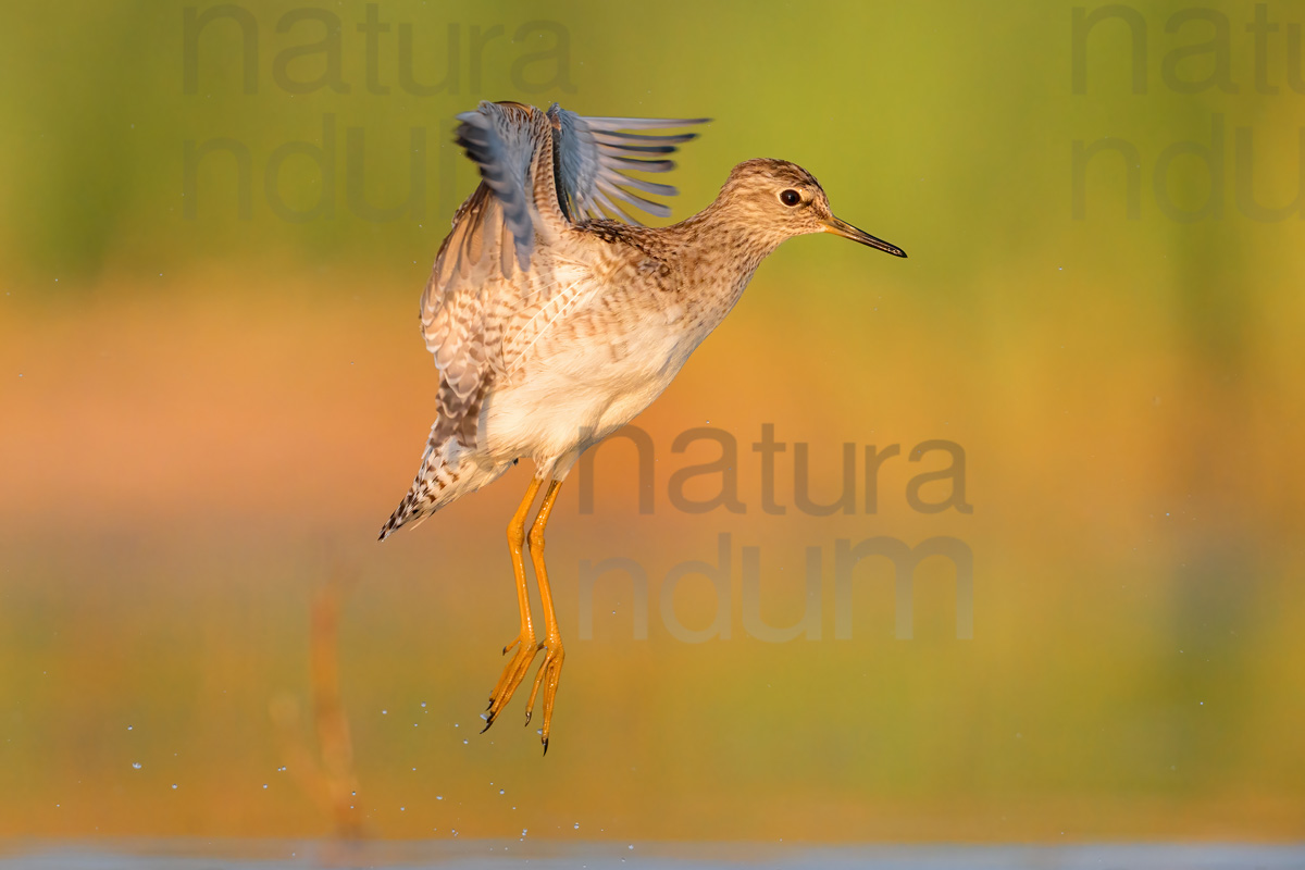 Photos of Wood Sandpiper (Tringa glareola)