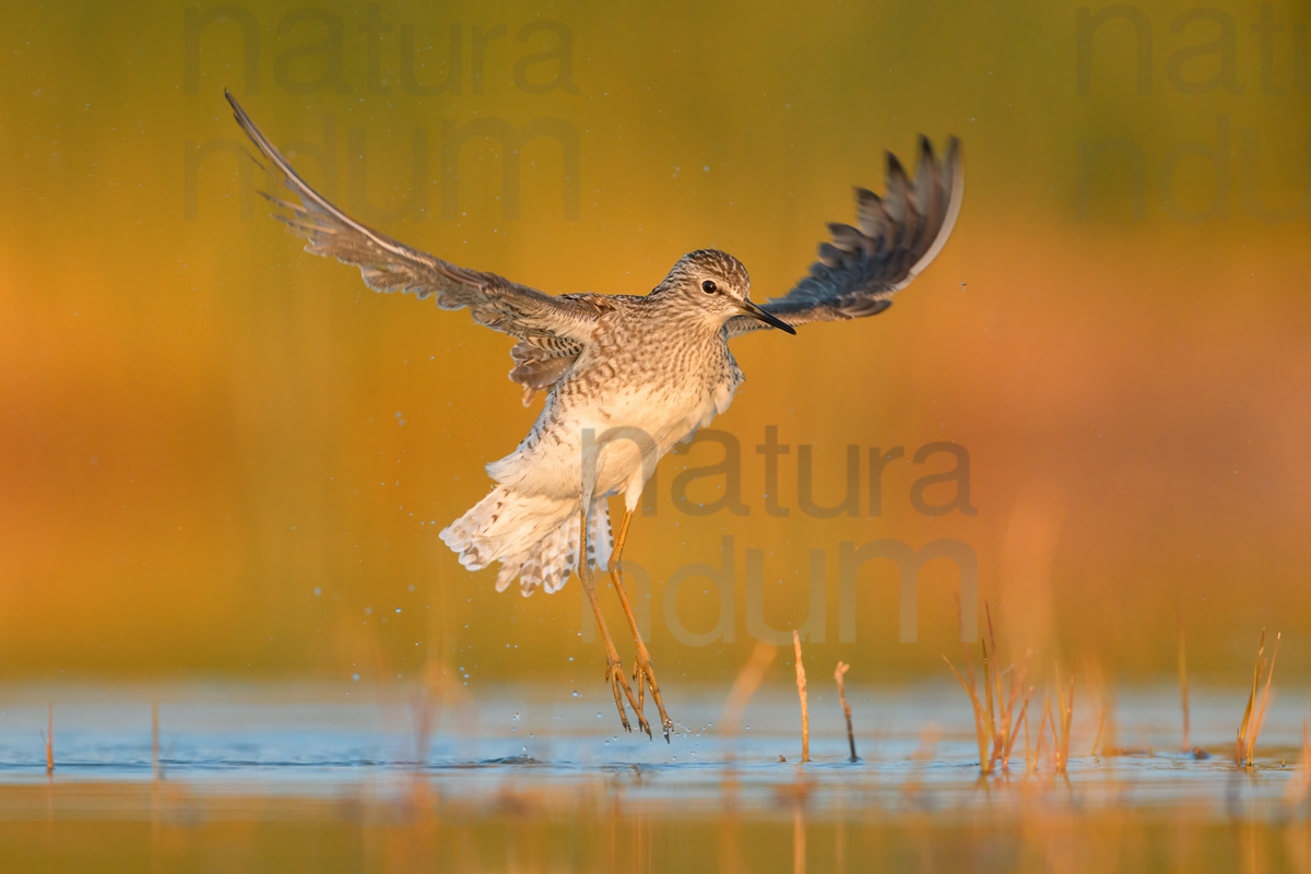 Foto di Piro piro boschereccio (Tringa glareola)