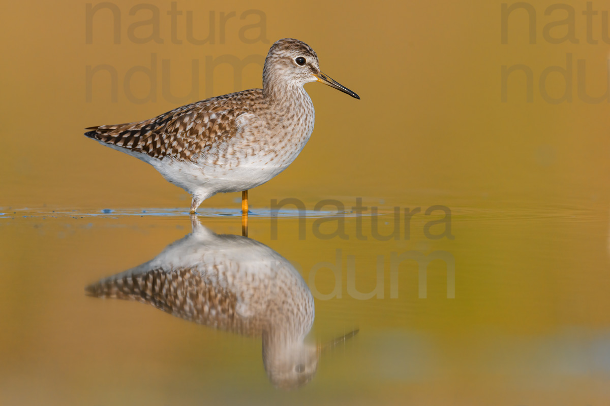 Foto di Piro piro boschereccio (Tringa glareola)