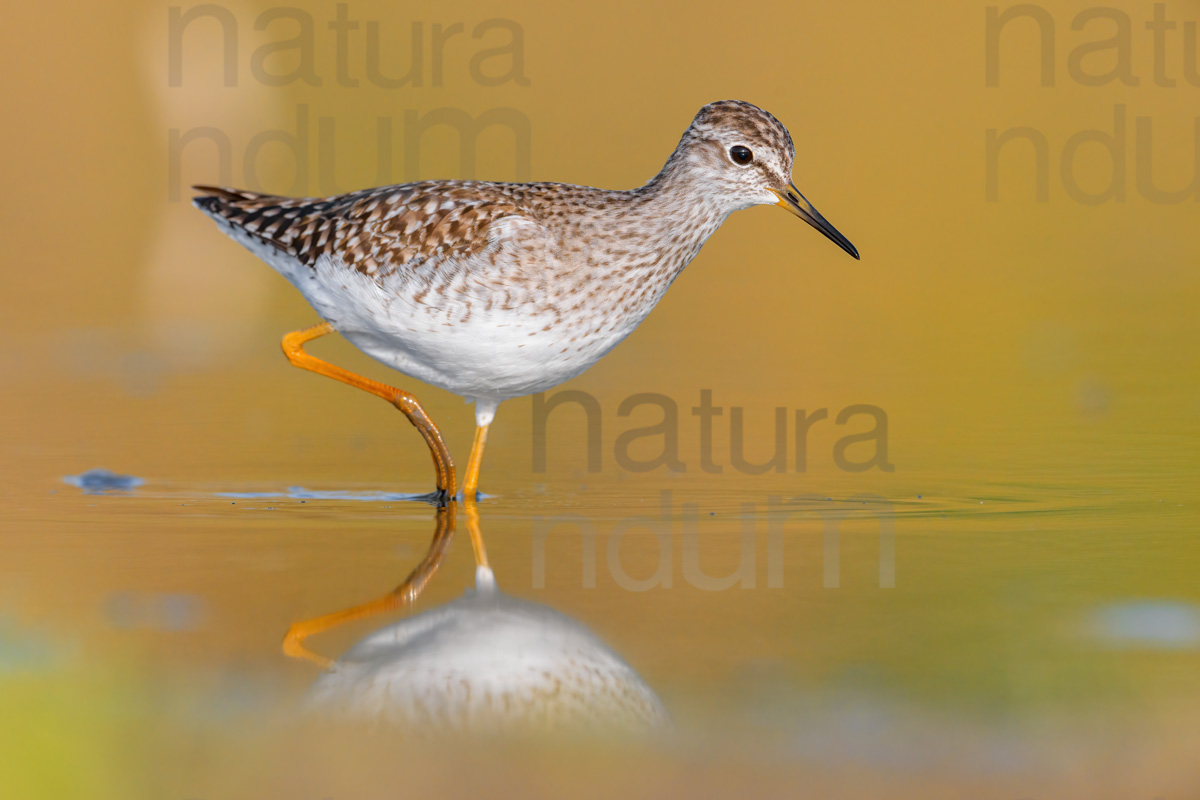 Foto di Piro piro boschereccio (Tringa glareola)