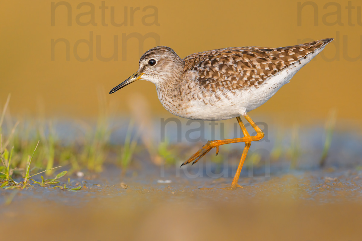 Photos of Wood Sandpiper (Tringa glareola)